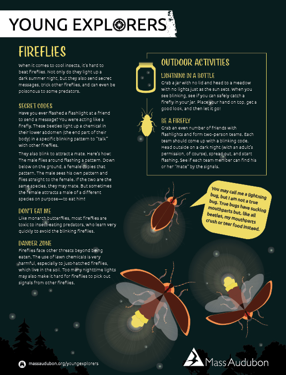What Fireflies Can Teach Us About Marketing Strategy