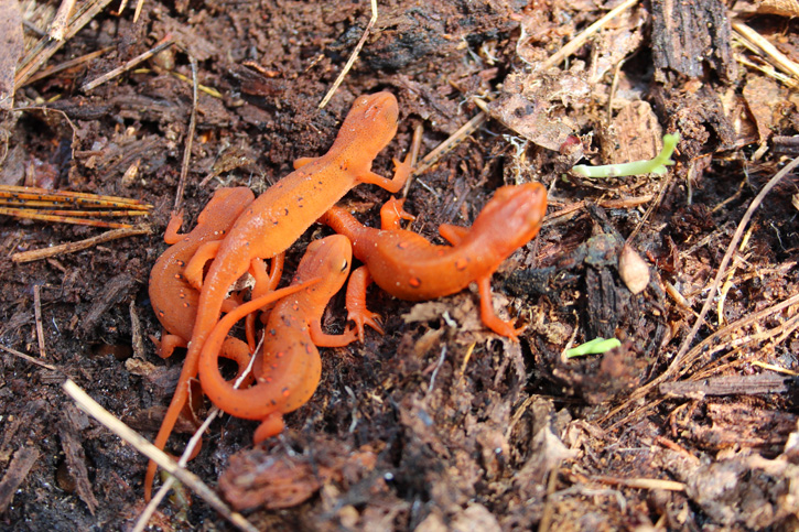 Eastern Newt/Red Eft © Roberta Dell Anno