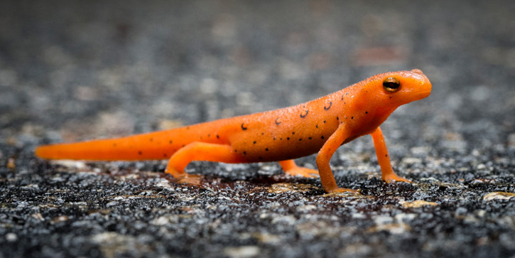 Eastern Newt/Red Eft © Amy Harley