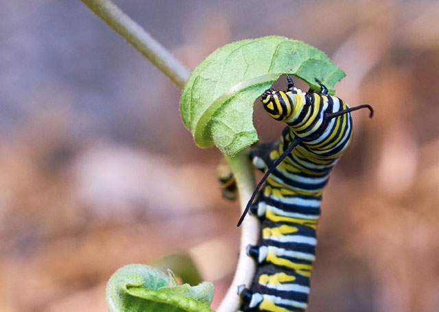 Monarch Butterfly Caterpillar © Sean Horton