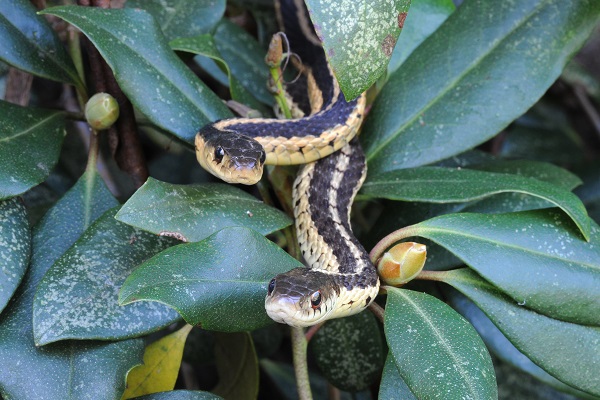 Common Garter Snakes © Michael Onyon