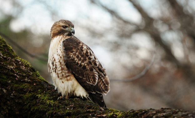 hawks | Your Great Outdoors