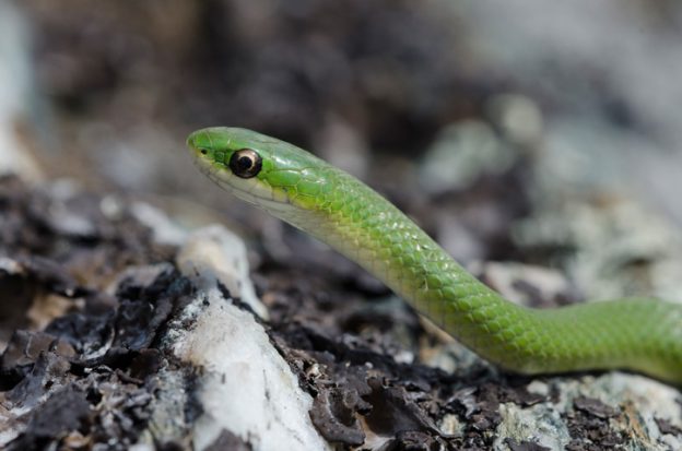 Take 5: Sublime Snakes | Mass Audubon – Your Great Outdoors