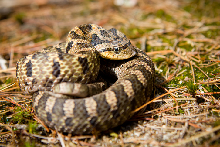 Eastern hognose snake © Dominic Casserly