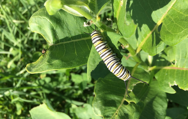 Monarch caterpillar at Conway Hills