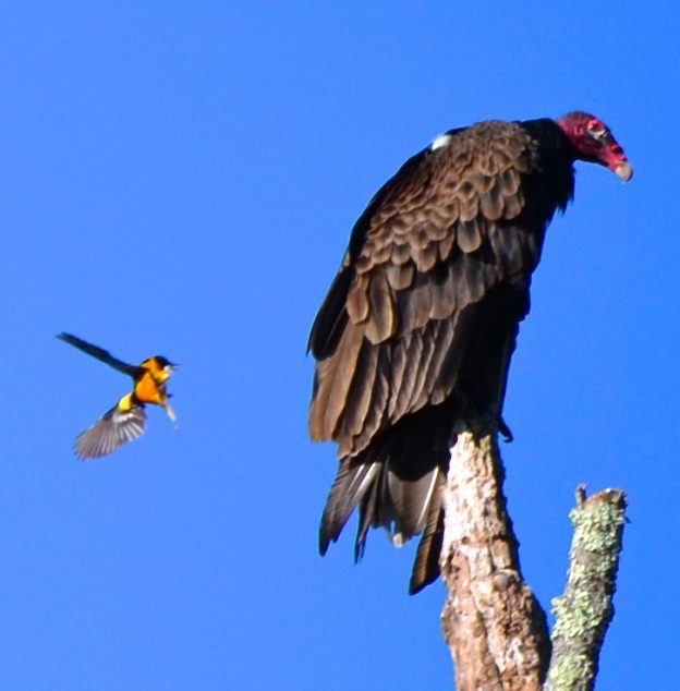 Take 5: Turkey Vultures | Mass Audubon – Your Great Outdoors