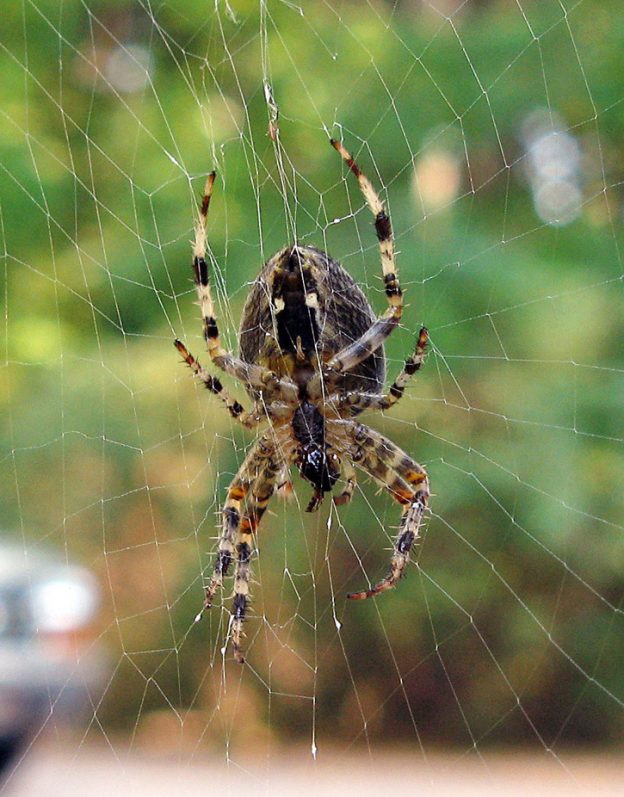 Take 5: “Spooky” Spiders | Mass Audubon – Your Great Outdoors