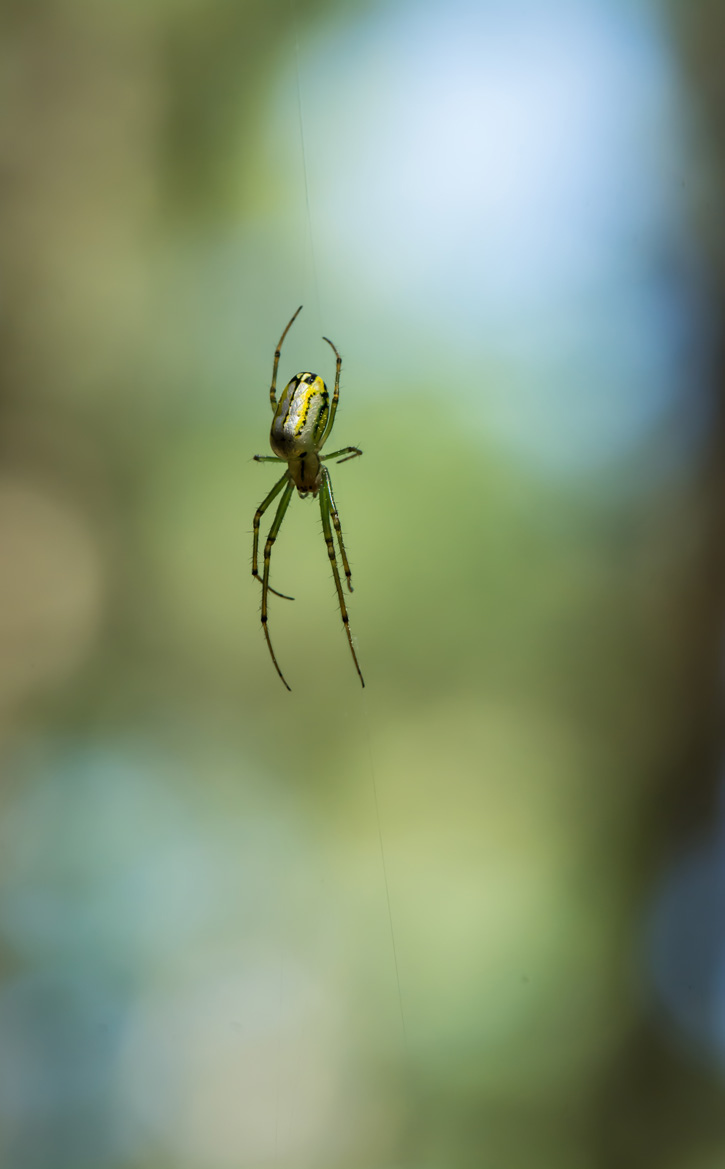 Orchard Orbweaver Spider © Kim Novino