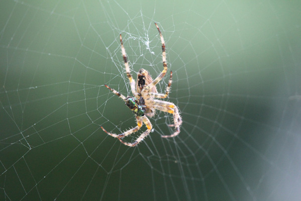 Cross Orbweaver Spider © Brett Melican