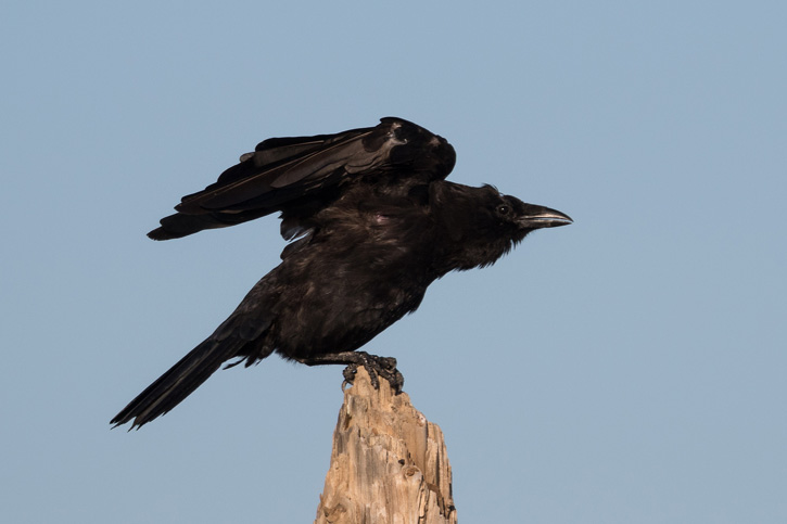 Crow © Matt Filosa
