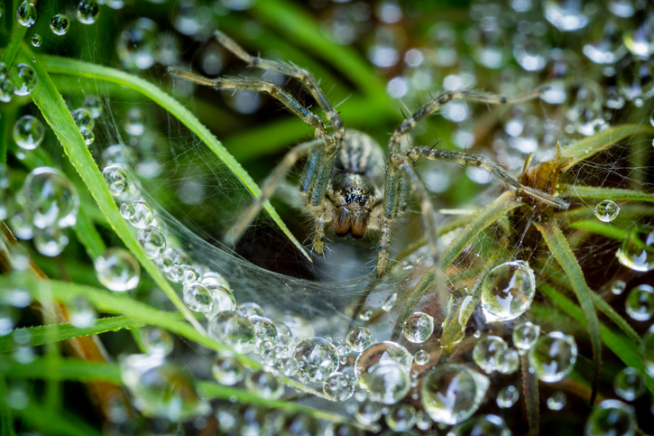 Grass Spider © Amy Harley