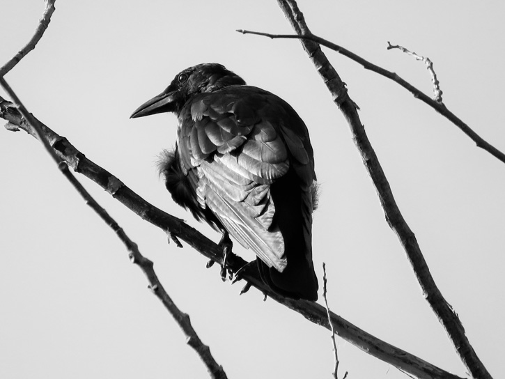 Crow © Steve DiGiandomenico