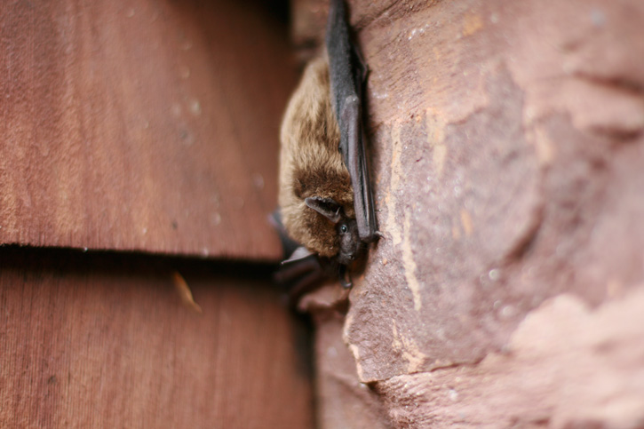 Bat © Serah Rose Roth