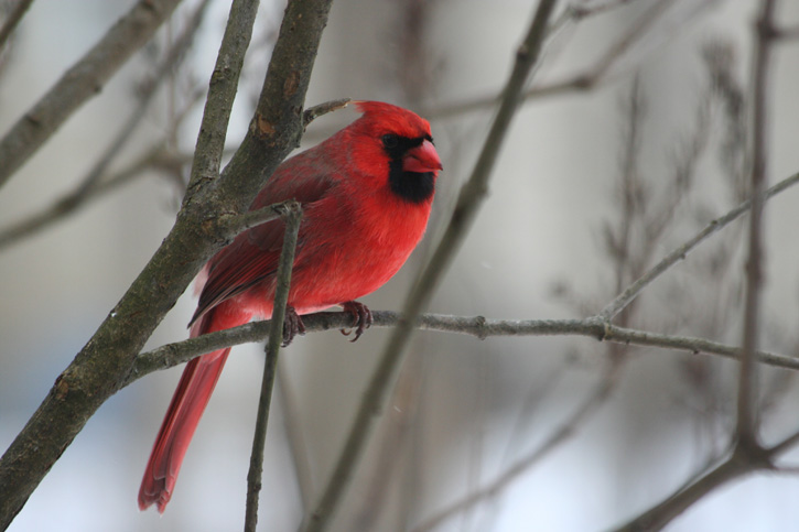 Male Northern Cardinal © Johanna Wray