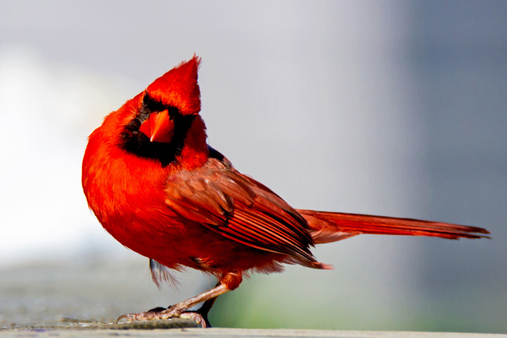 Male Northern Cardinal © Judith Keneman