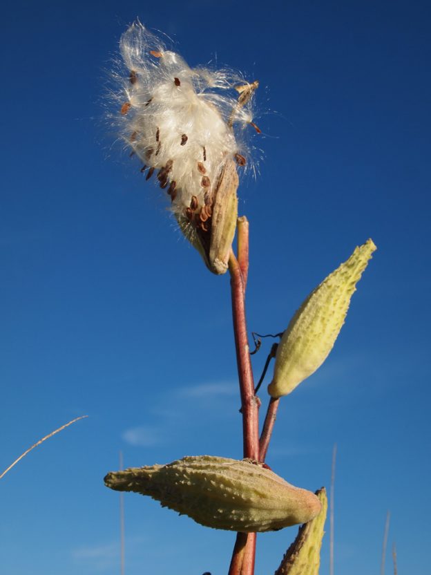Take 5 Magnificent Milkweed Mass Audubon Your Great Outdoors