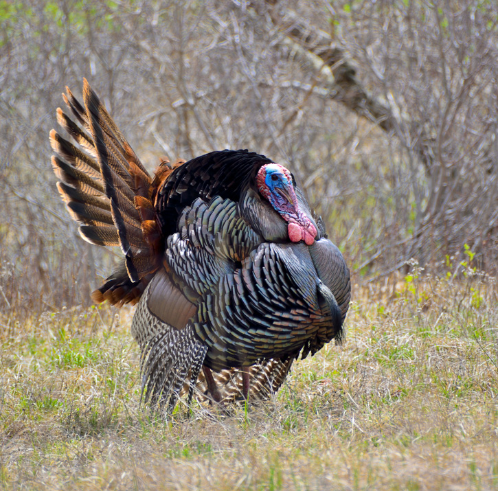 Wild tom (male) turkey © Kathy King