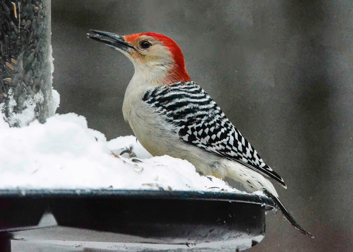 Red-bellied woodpecker © John Jack Mohr