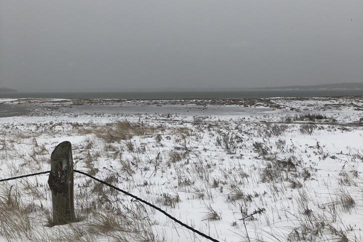 Snowy Owl on Beach