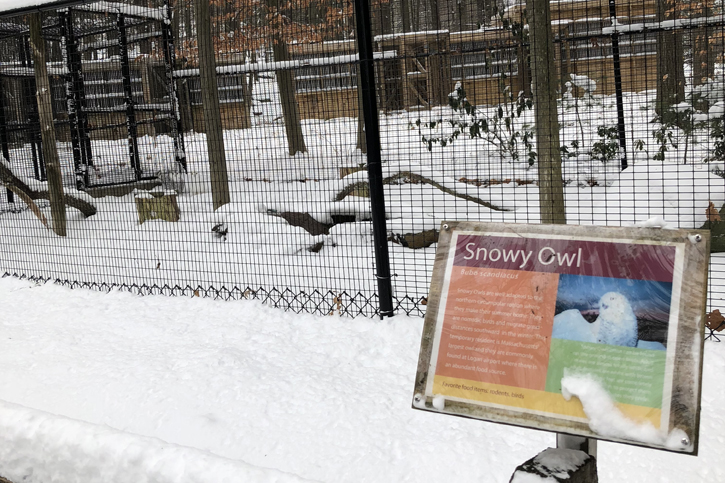 Snowy owls at Trailside