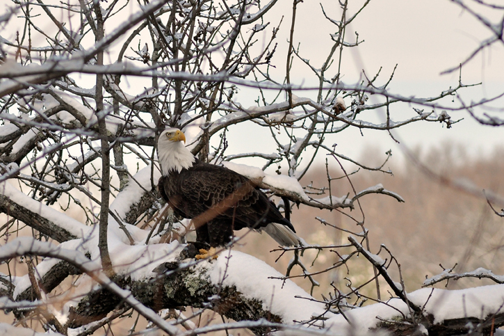 Bald Eagle c Dominic Poliseno