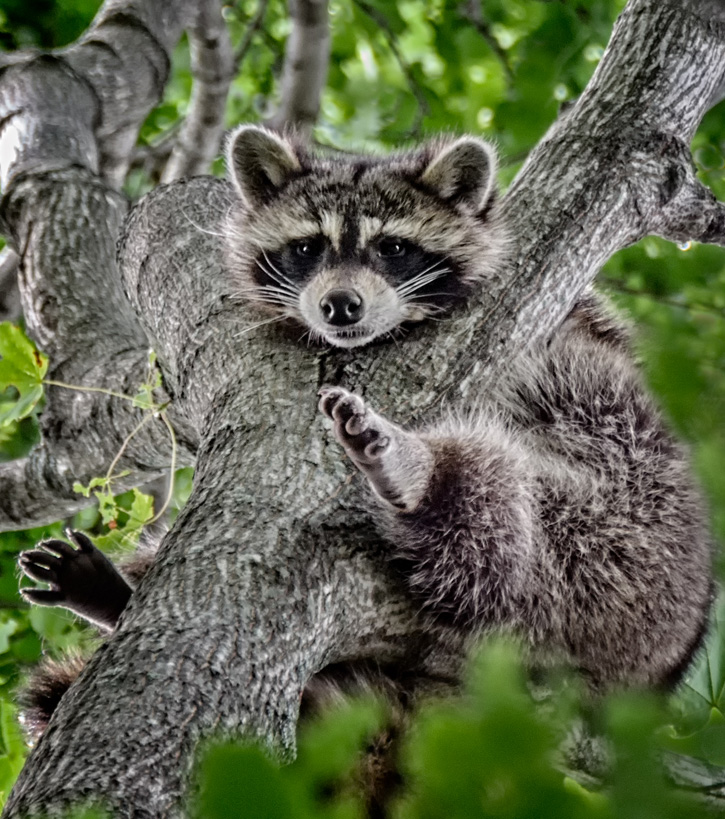 Raccoon © Ellen Kawadler