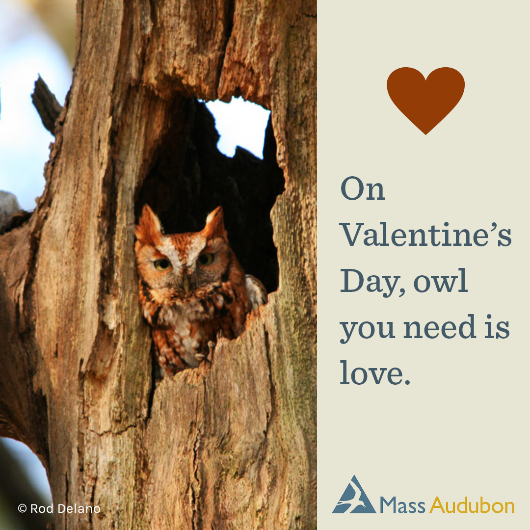 On Valentine's Day, owl you need is love.