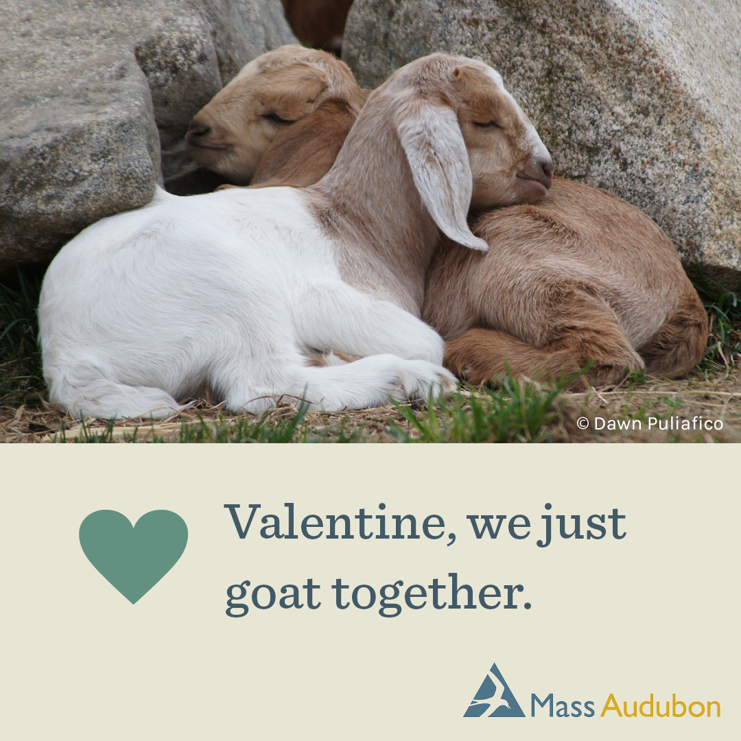 Valentine, we just goat together.