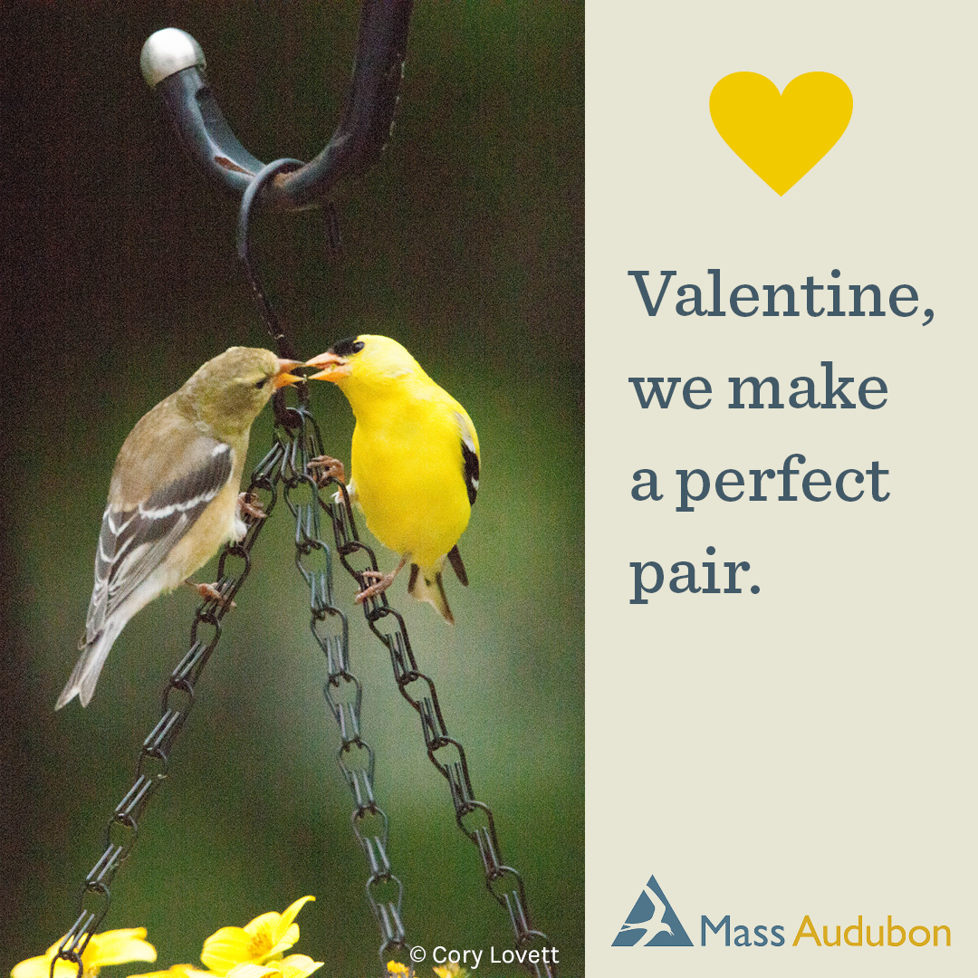 Valentine, we make a perfect pair.