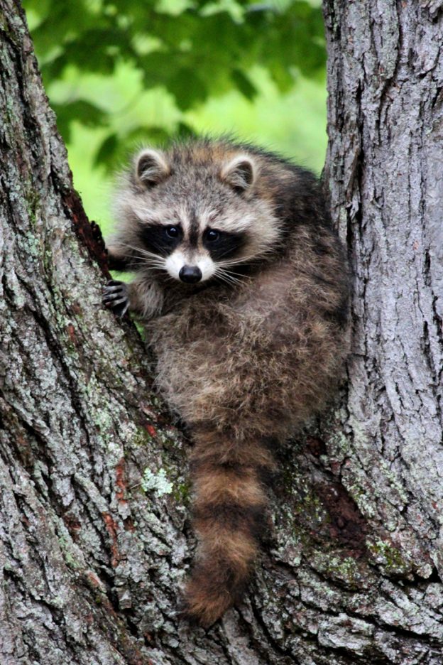 Take 5: Rascally Raccoons | Mass Audubon – Your Great Outdoors