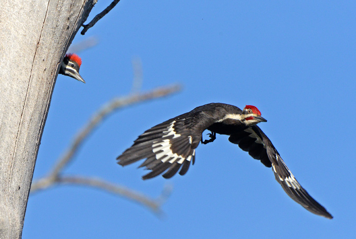 Pileated Woodpecker © Lee Millet