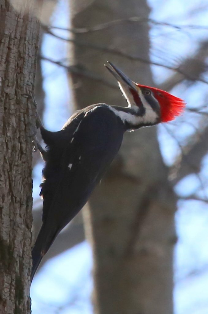 Pileated Woodpecker © Mary Jeanne Tash