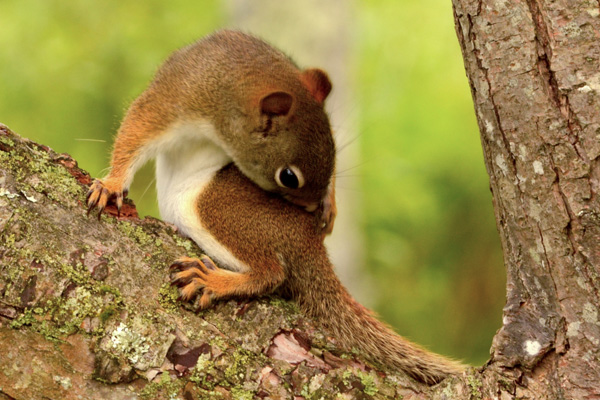 Red Squirrel © Janice Koskey