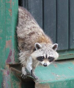 Take 5: Rascally Raccoons | Mass Audubon – Your Great Outdoors