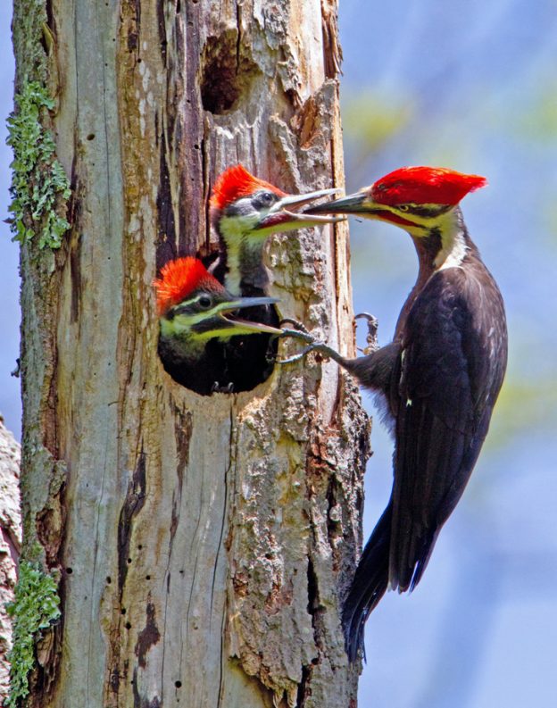 Take 5 Pileated Woodpeckers Mass Audubon Your Great Outdoors 