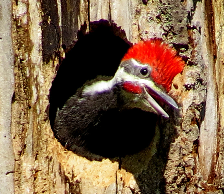 Pileated Woodpecker © Dan Prima