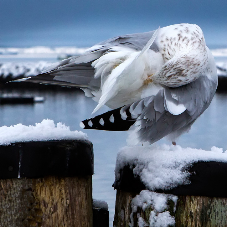 Herring Gull © Elizabeth Brooke