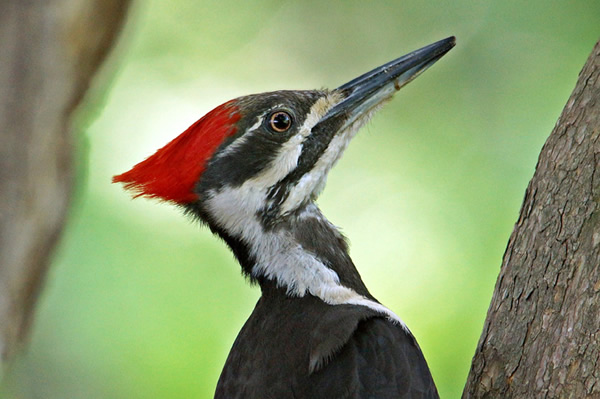 Pileated Woodpecker © Kimberlee Bertolino