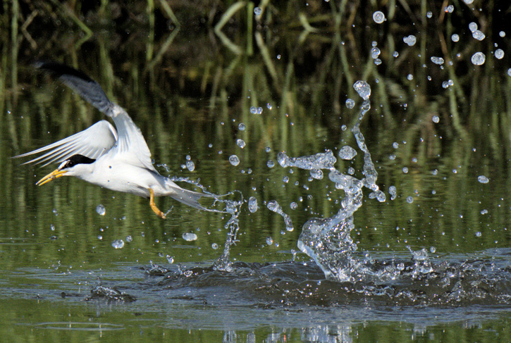 Least Tern © Dennis Durette