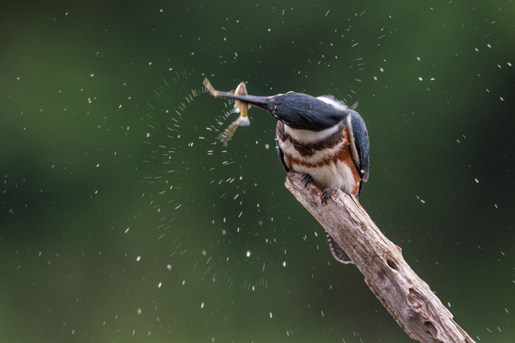 Belted Kingfisher © Christopher Ciccone