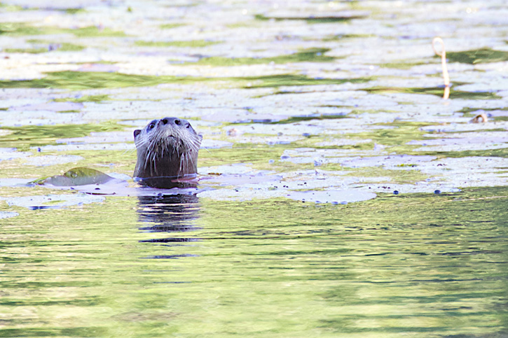 River otter © Allison Coffin