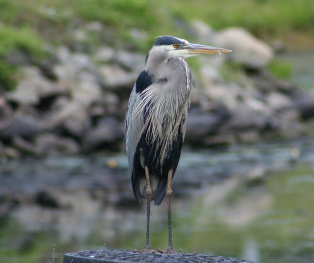 Take 5: Great Blue Herons | Mass Audubon – Your Great Outdoors