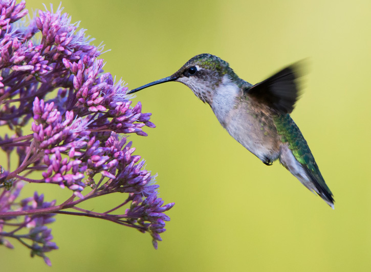 Ruby-throated hummingbird © Sarah Keates