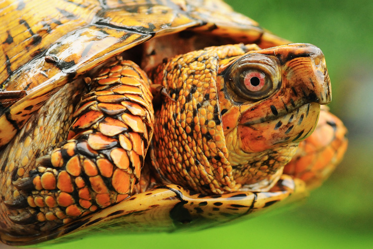 Eastern Box Turtle © Kevin McCarthy