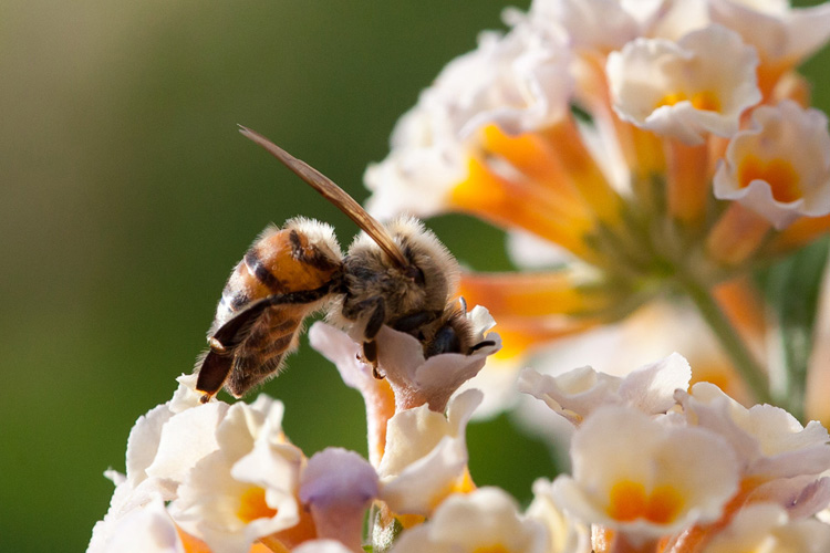 Honeybee © James Engberg