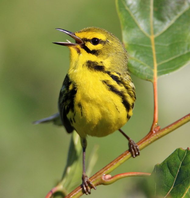 Take 5: Wild for Warblers! | Mass Audubon – Your Great Outdoors