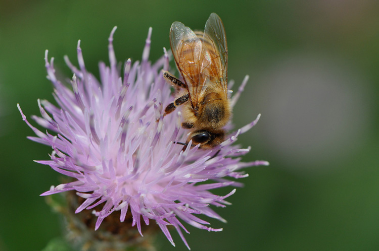 Honeybee © Daniel Sherman