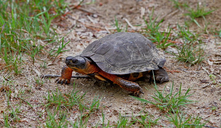 Wood Turtle © Jim Morelly