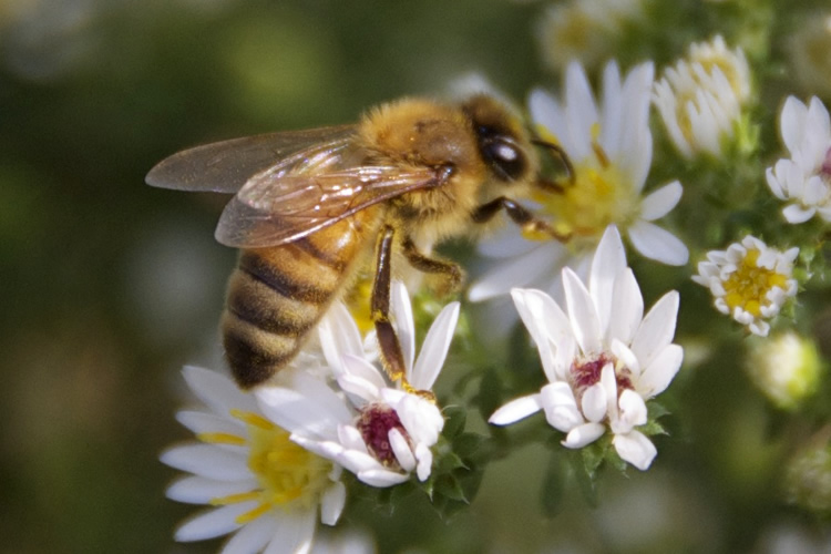 Honeybee © Sean Kent