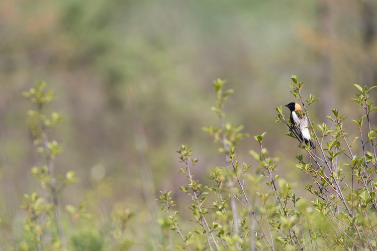 Bobolink